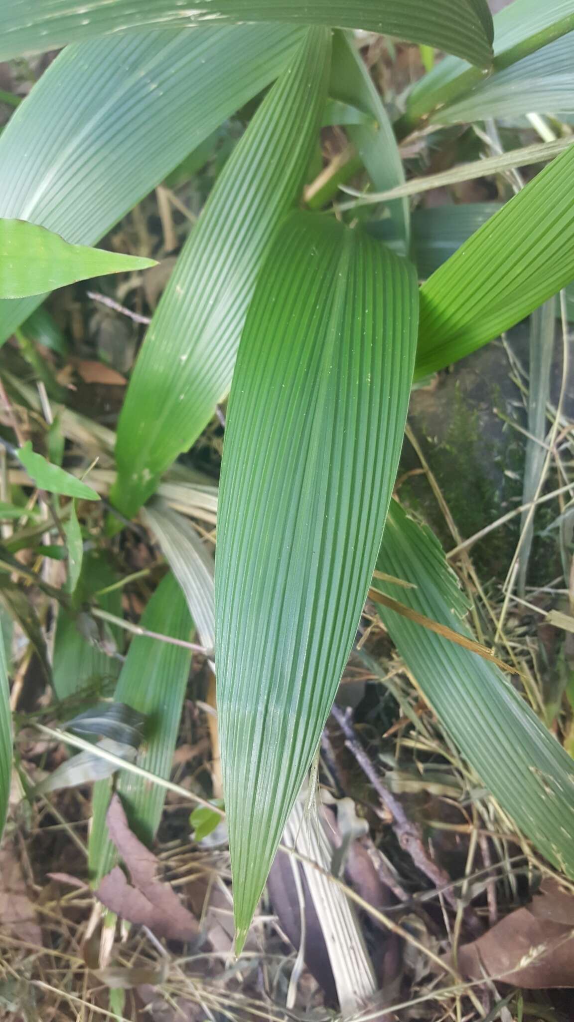 Image of bigleaf bristlegrass