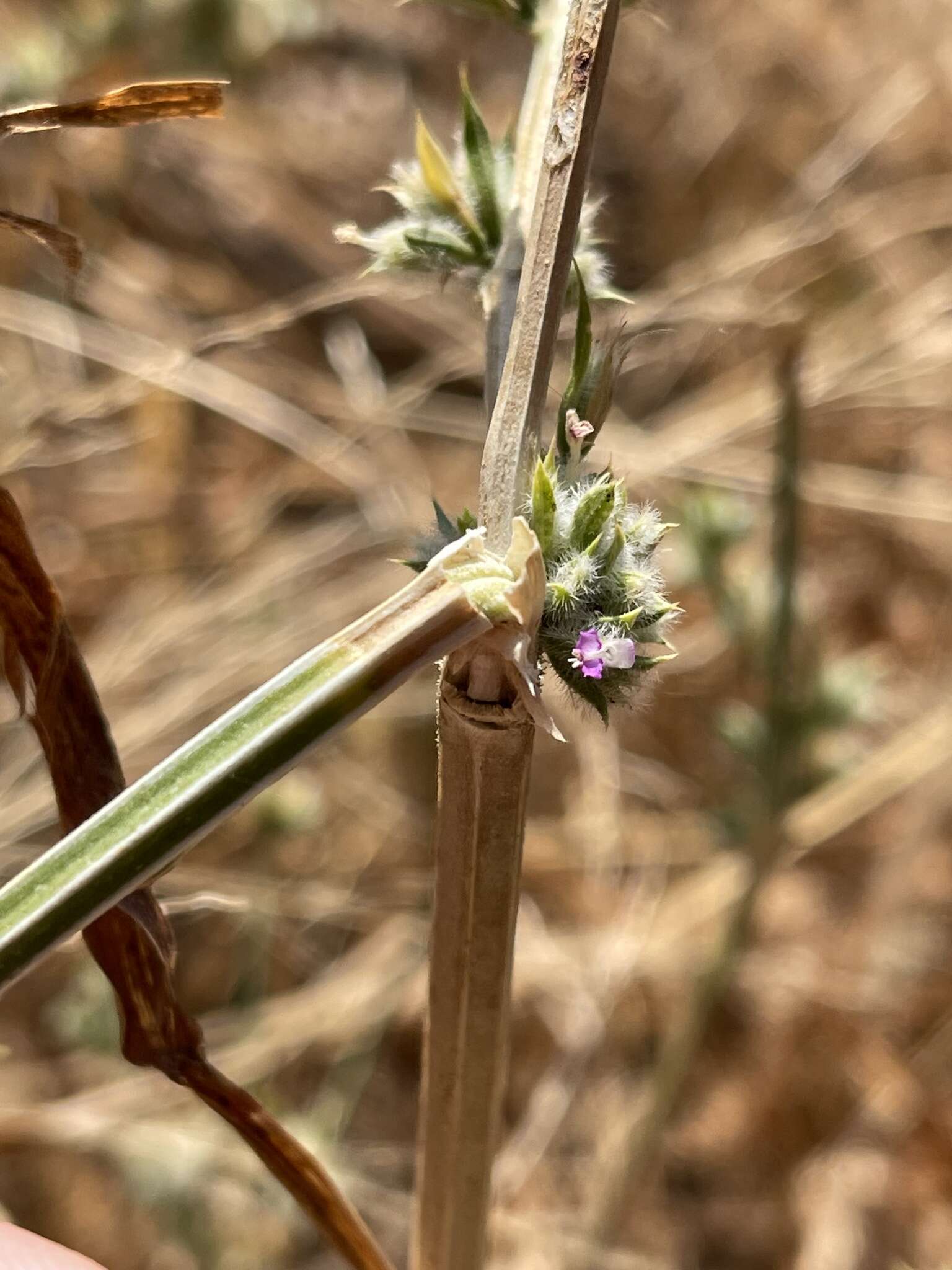 Image of Dicliptera verticillata (Forssk.) C. Christensen