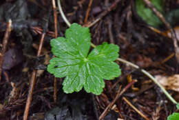 Image of Hydrocotyle setulosa Hayata