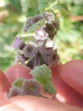 Image of Pseudodictamnus africanus