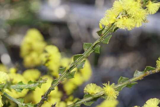 Image of Acacia chrysocephala Maslin