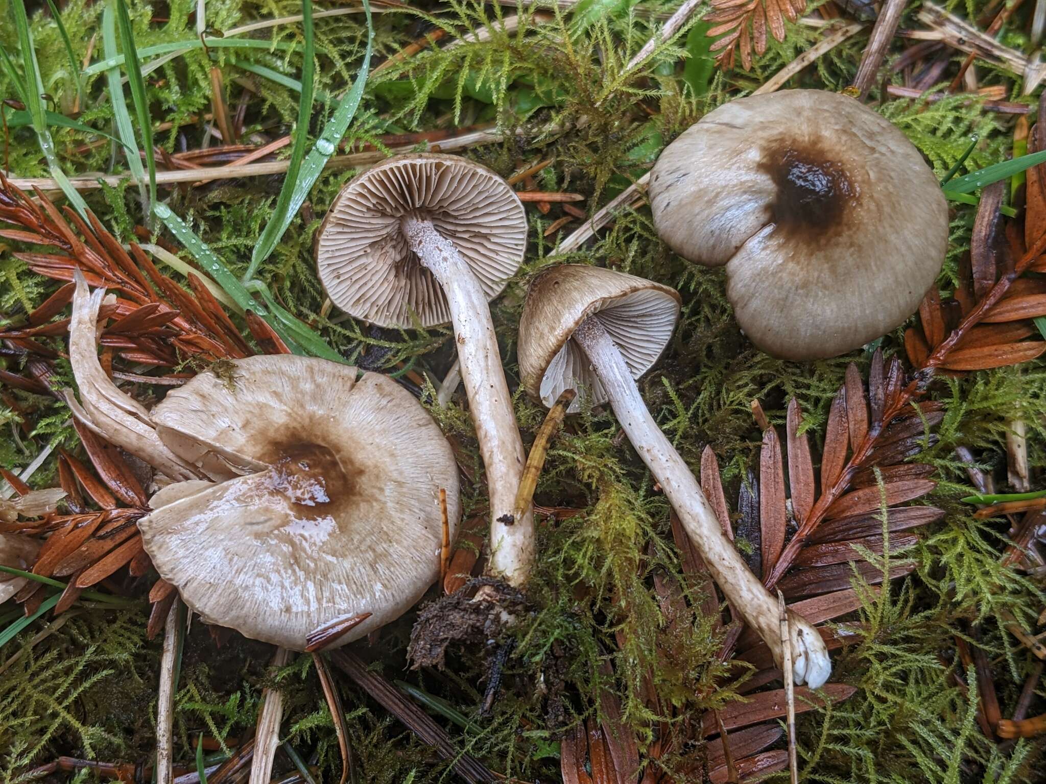 Image of Inocybe fuscodisca (Peck) Massee 1904