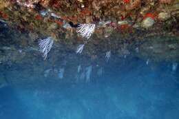 Image of white horny coral