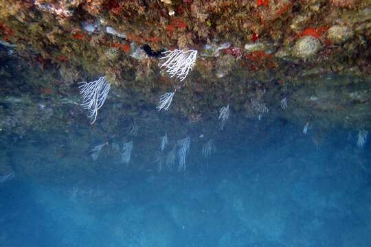 Image of white horny coral