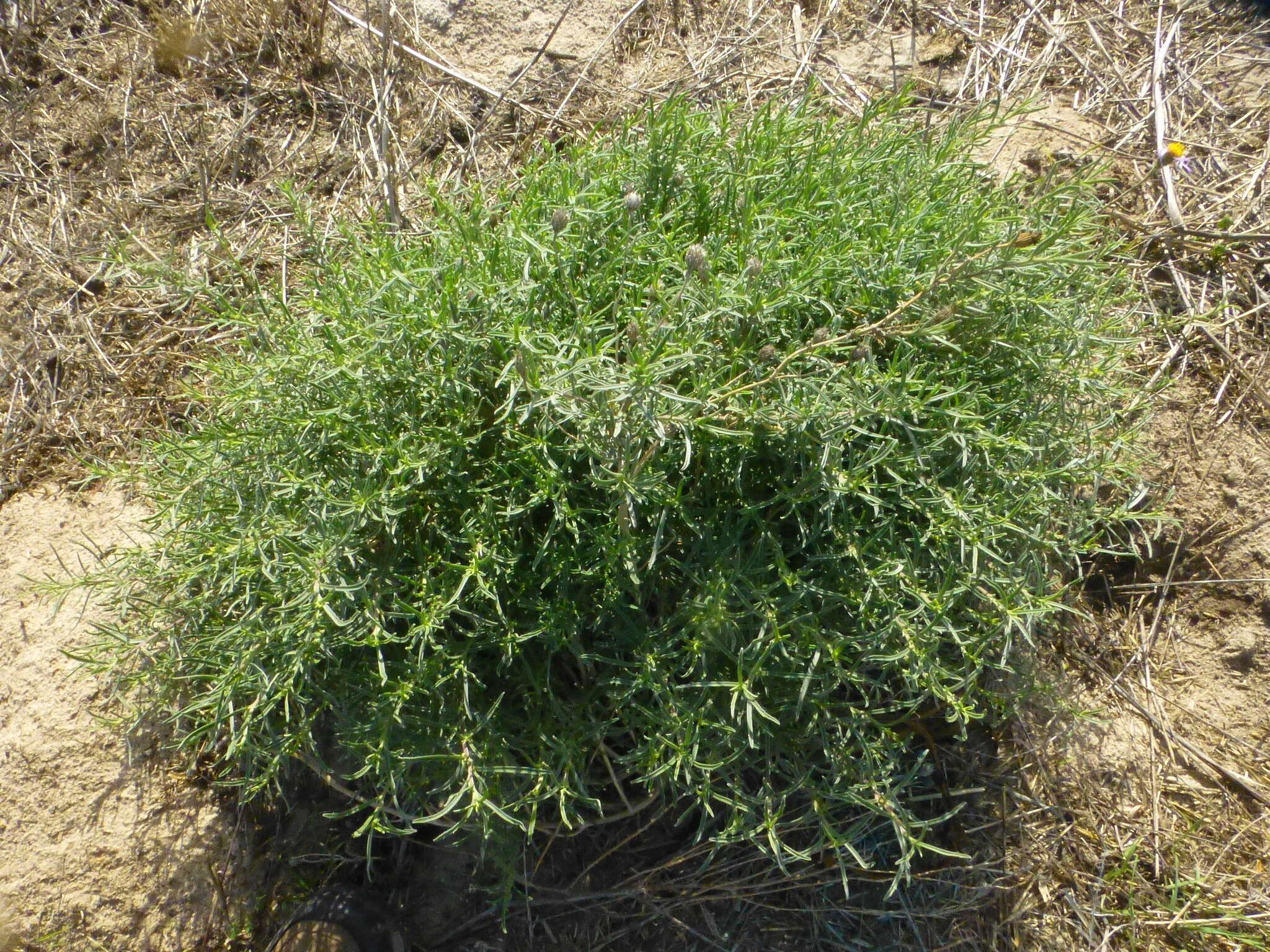 Image of Amellus tenuifolius Burm. fil.