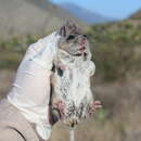 Imagem de Peromyscus melanophrys (Coues 1874)