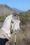 Imagem de Peromyscus melanophrys (Coues 1874)