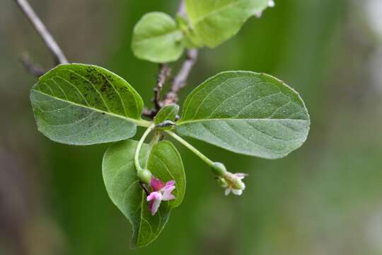 Imagem de Fuchsia encliandra subsp. tetradactyla (Lindl.) Breedlove