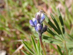 Plancia ëd Lupinus polycarpus Greene