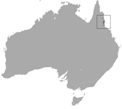 Image of Green Ringtail Possum