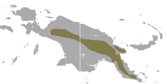 Image of Goldon Ringtail Possum