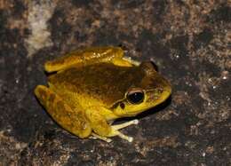 Image of Lesueur's frog