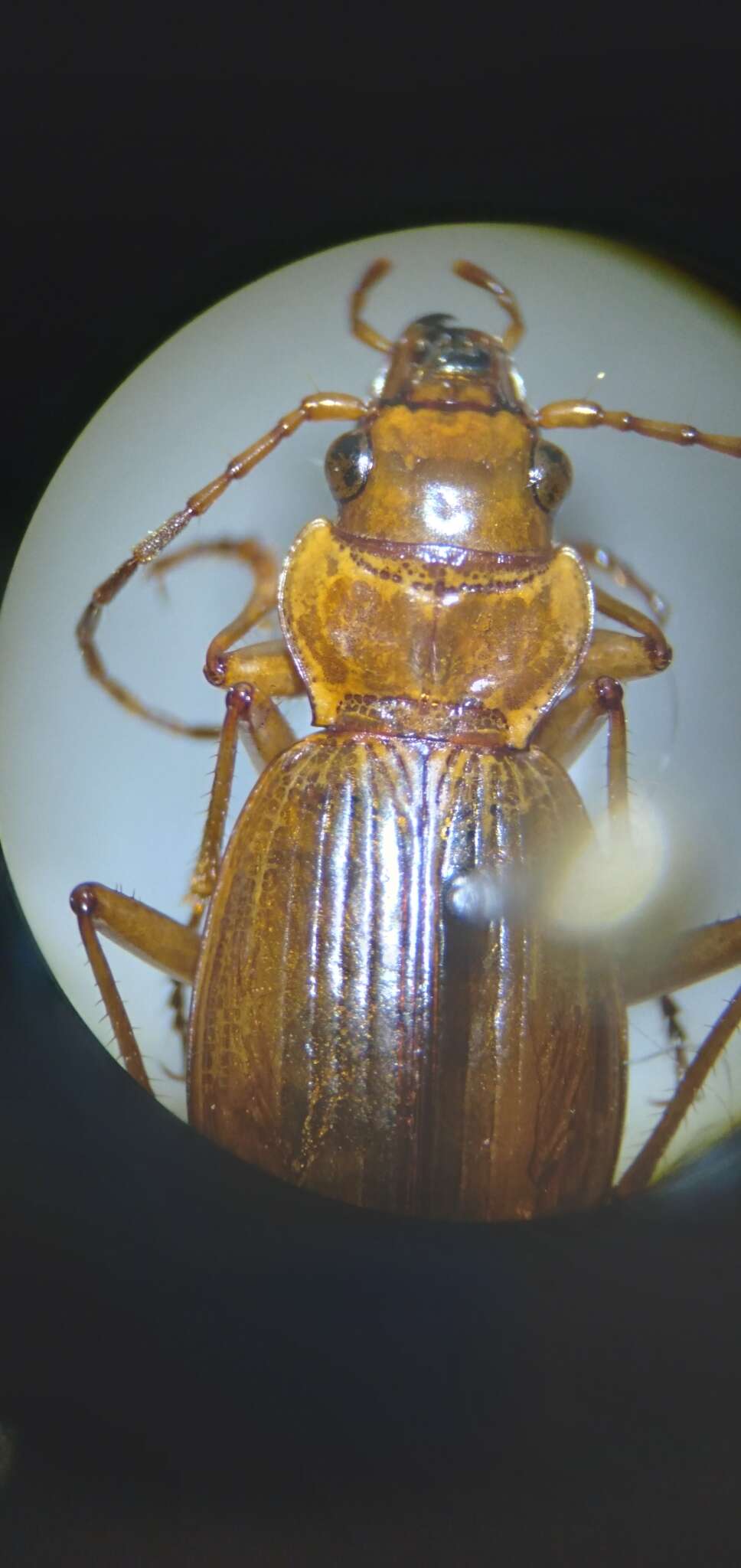 Image of Nebria (Reductonebria) diversa Le Conte 1863