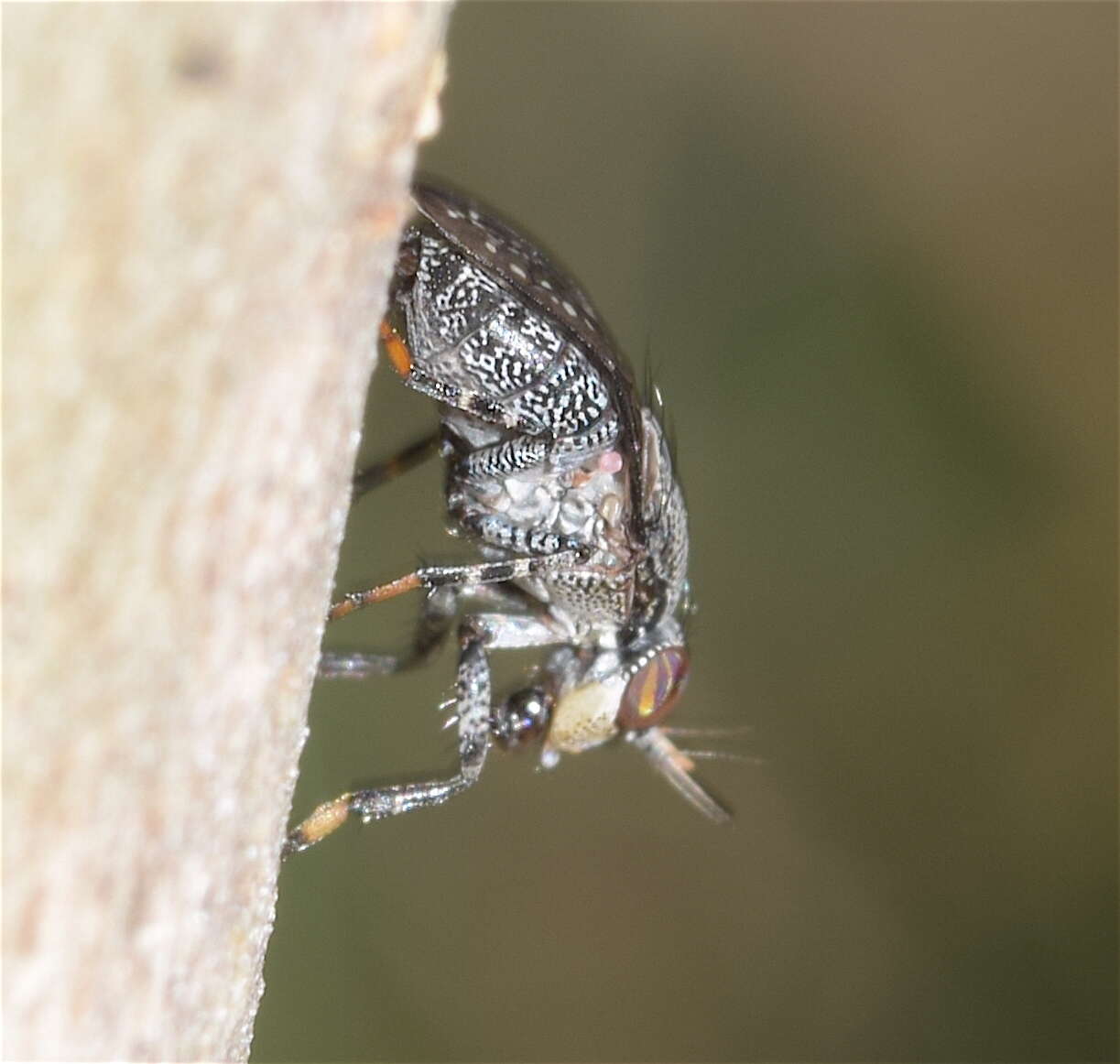 Image of Stictomyia