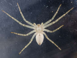 Image of Philodromus longipalpis Simon 1870