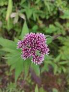 Plancia ëd Eupatorium glehnii F. Schmidt ex Trautv.