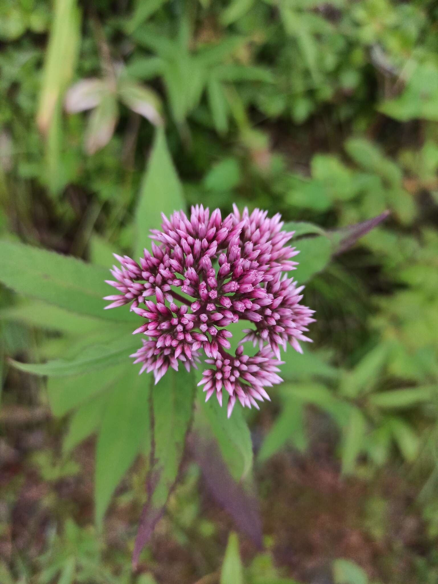 Image of Eupatorium glehnii F. Schmidt ex Trautv.