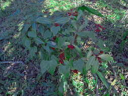 Image of Christmas berry