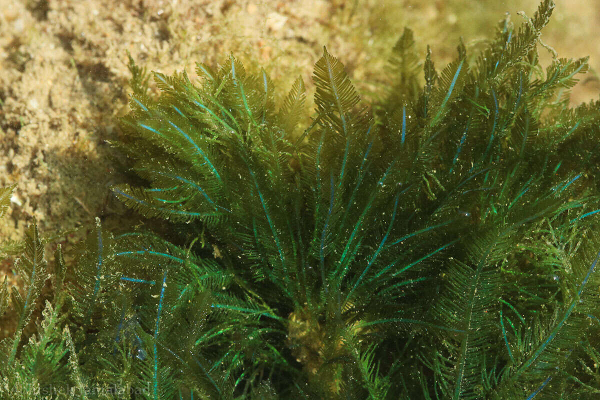 Image of Bryopsis pennata