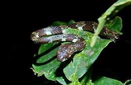 Image of Ringed Snail Sucker