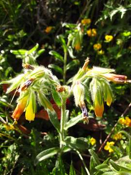 Image of Onosma frutescens Lam.