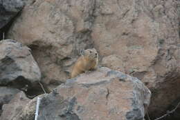 Image of Northern Pika