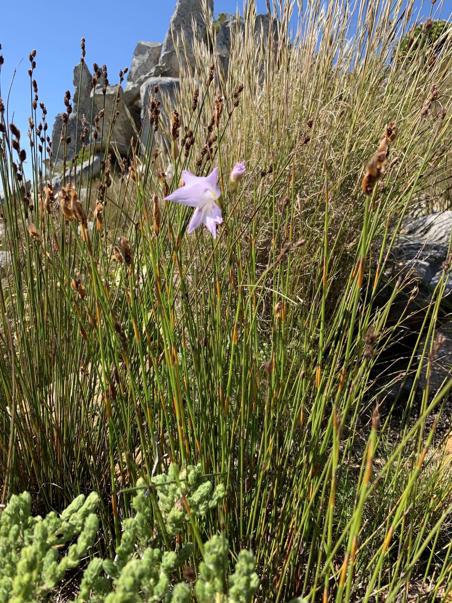 Imagem de Gladiolus blommesteinii L. Bolus