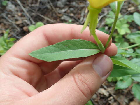 Image of Oenothera subterminalis R. R. Gates