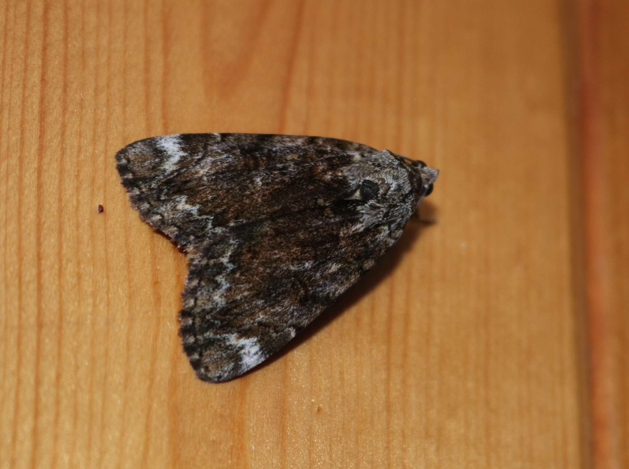 Image of Little Underwing