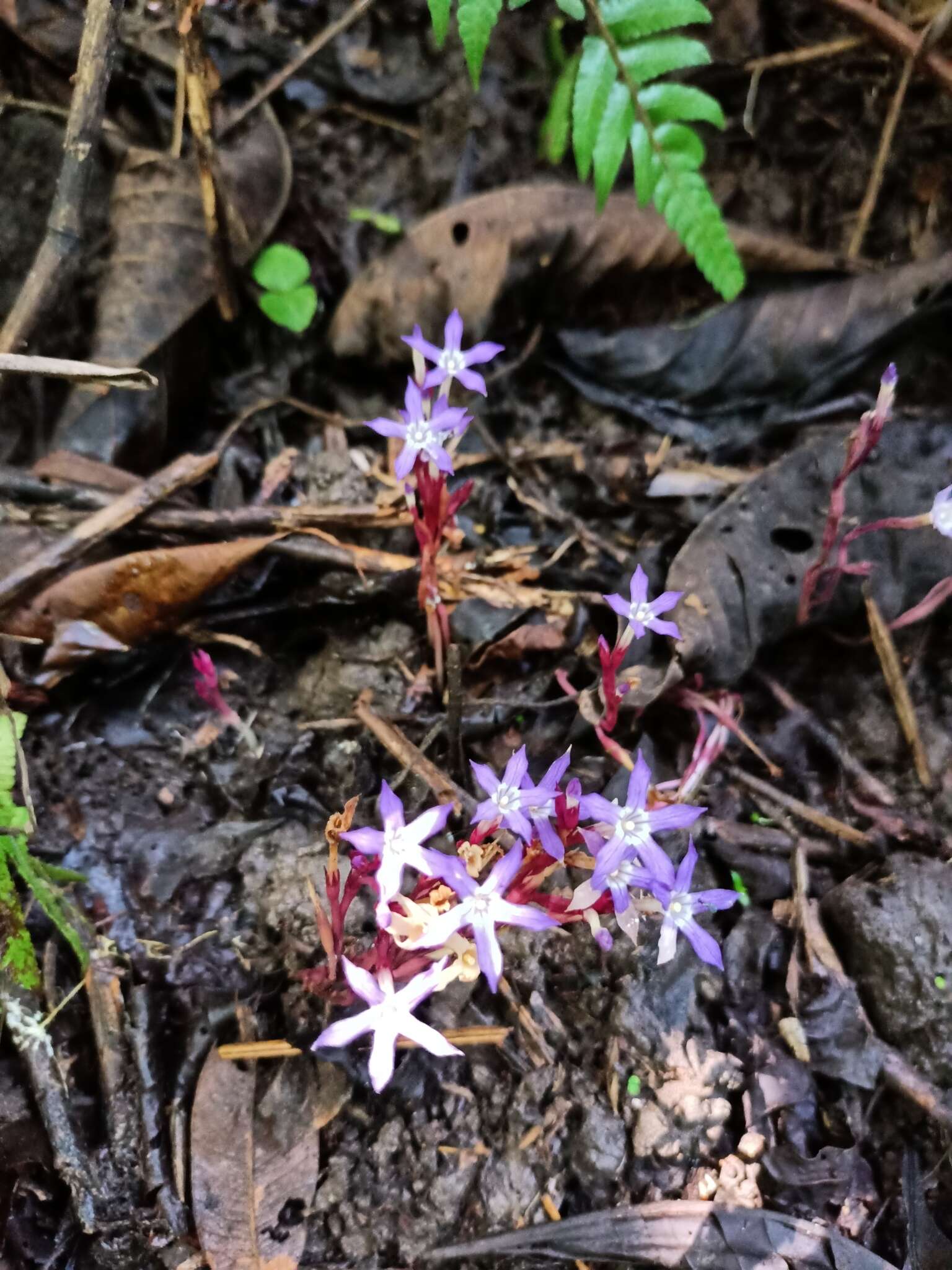 Image de Voyria pittieri (Standl.) L. O. Wms.