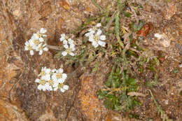 Imagem de Achillea nana L.