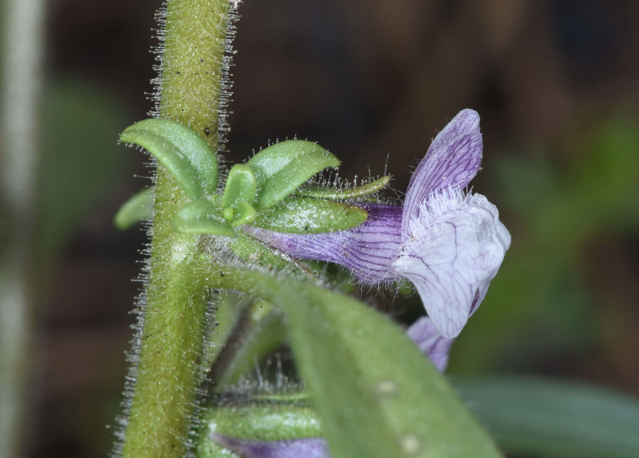 صورة Antirrhinum cornutum Benth.