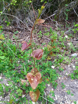 Smilax bona-nox L. resmi