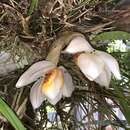 Image of Stanhopea ecornuta Lem.