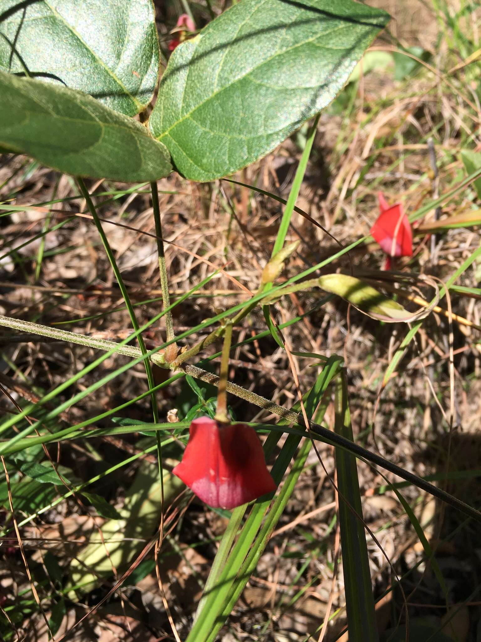 Image of Kennedia rubicunda Vent.