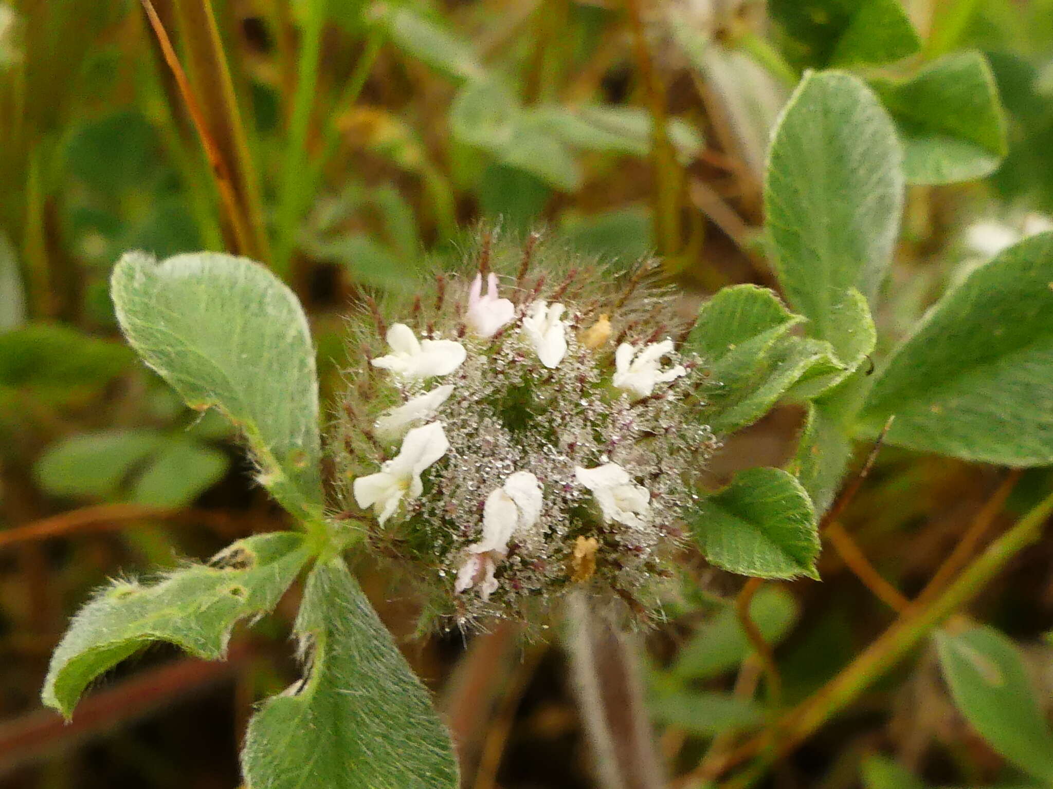 Image of southern clover