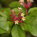 <i>Chassalia colorata</i> J. E. Burrows resmi