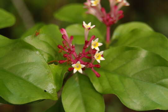 Image of <i>Chassalia colorata</i> J. E. Burrows