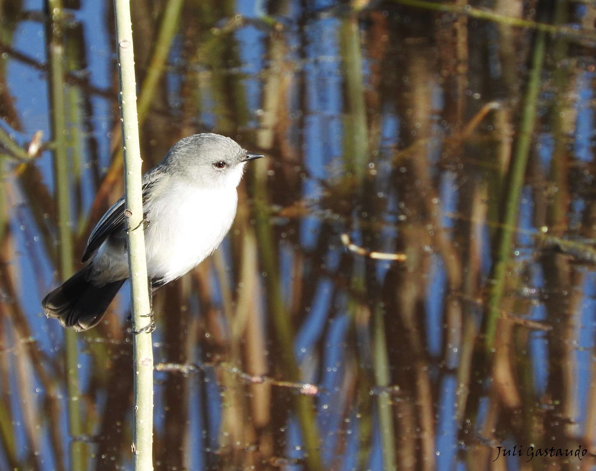 Image of Sooty Tyrannulet