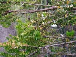 Image of Epacris heteronema Labill.