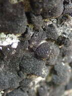 Image of Waterside rockshag lichen