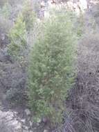Image of Guadalupe Cypress