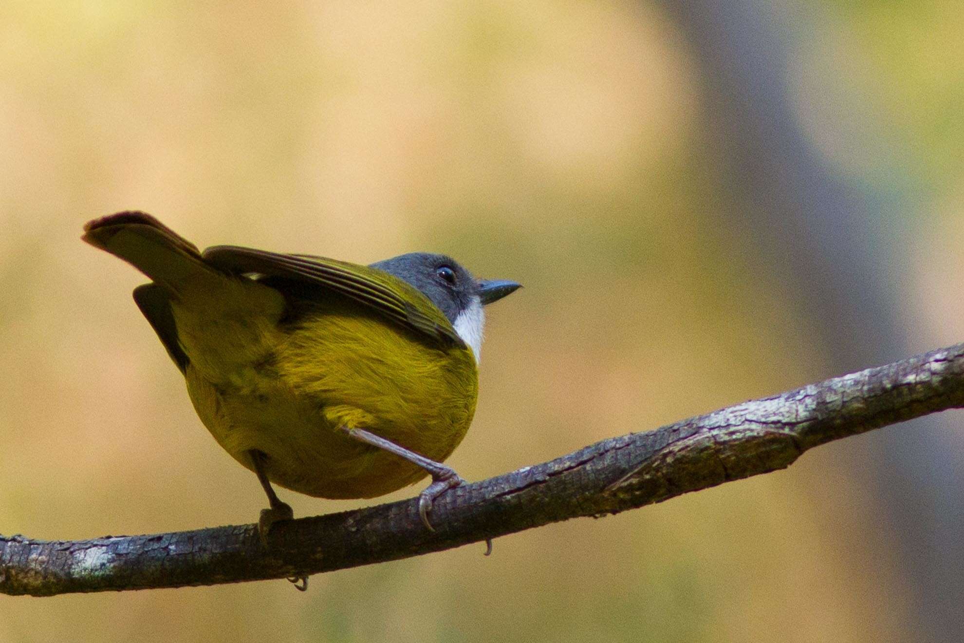 صورة Pachycephala caledonica (Gmelin & JF 1789)