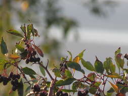 Imagem de Crataegus rivularis Nutt. ex Torr. & Gray