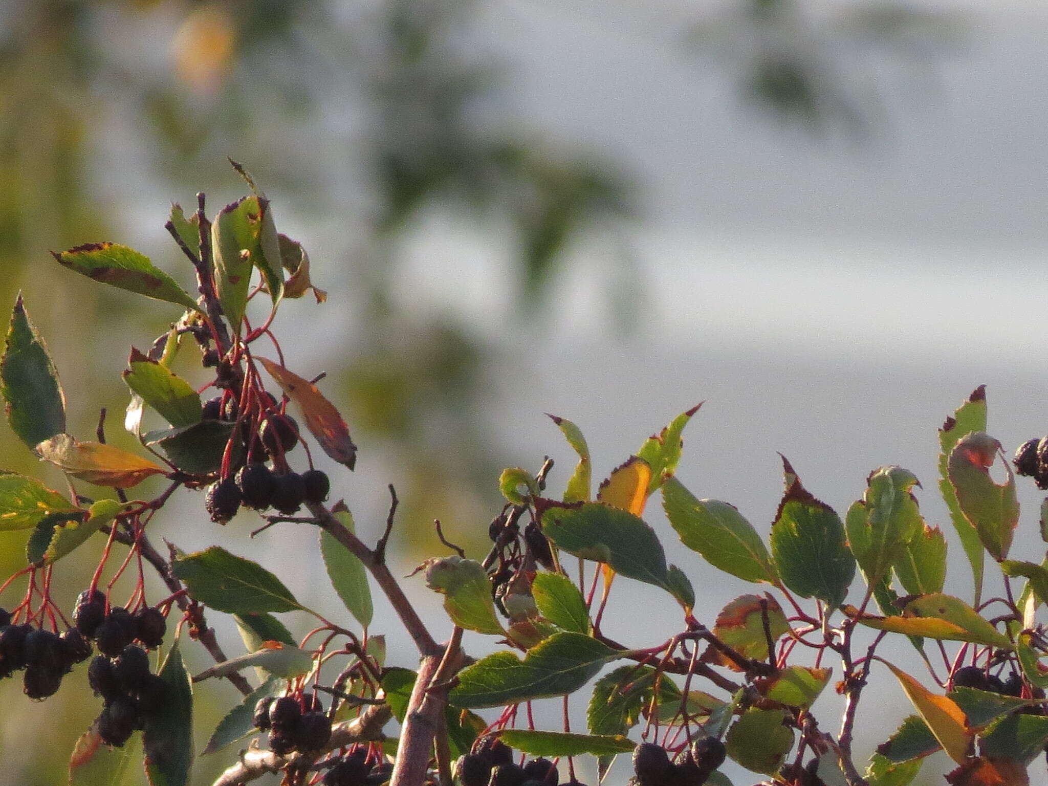 Imagem de Crataegus rivularis Nutt. ex Torr. & Gray