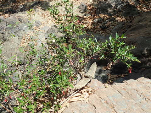 Image of Augusta longifolia (Spreng.) Rehder