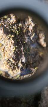 Image of needle lichen