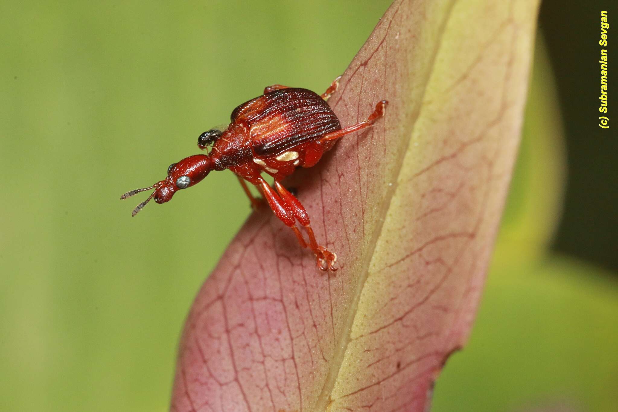 Image of Parapoderus submarginatus Voss 1926