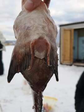 Image of nebulous snailfish