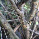 Plancia ëd Jatropha cardiophylla (Torr.) Müll. Arg.